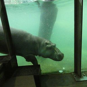Common hippopotamus