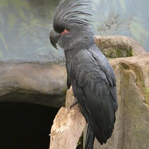 Lesser palm cockatoo