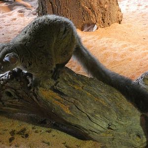 Garnett's greater galago and dwarf mongoose