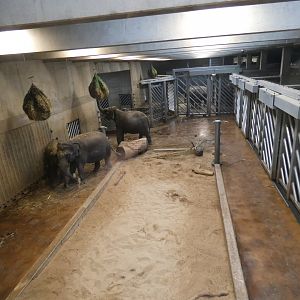 Asian elephant indoor enclosure