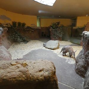 Aardvark enclosure