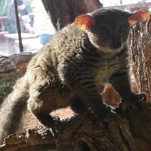 Garnett's greater galago