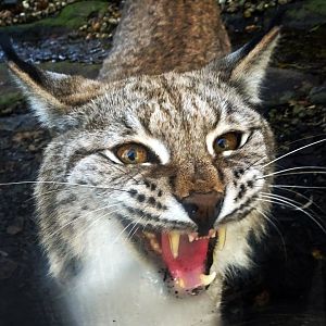 Snarling lynx