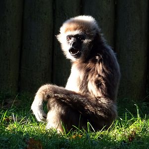 Lar gibbon