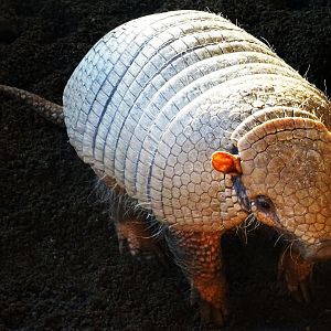 Six-banded armadillo