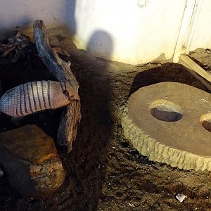 An armadillo and a robin