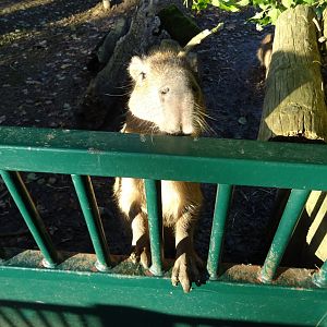 Inquisitive capybara