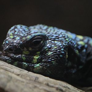 Ornate Uromastyx (Uromastyx ornata)