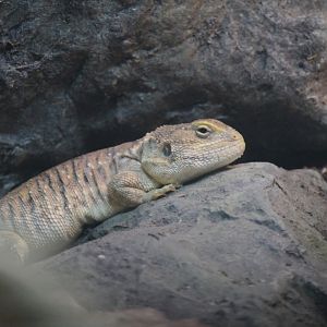 Taylor’s Sheild-tailed Agama (Xenagama taylori)