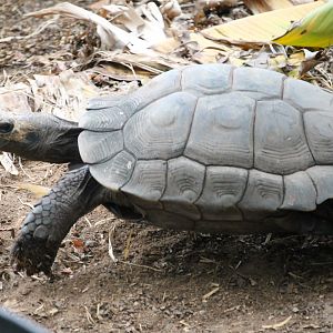 Burmese Brown Mountain Tortoise (Manuoria emys emys)