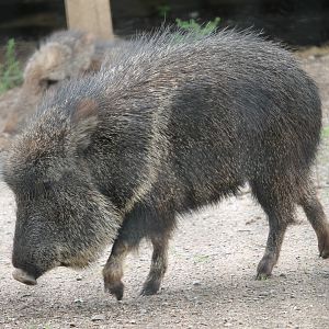 Chacoan peccary