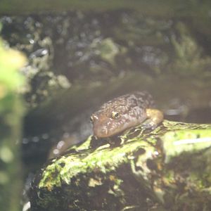 Ocoee Salamander (Desmognathus ocoee)
