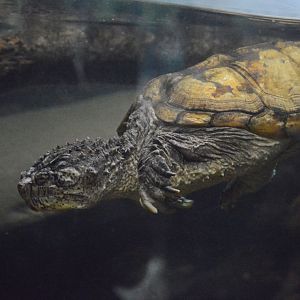 Reptile and Amphibian House - Common Snapping Turtle (Chelydra serpentina)