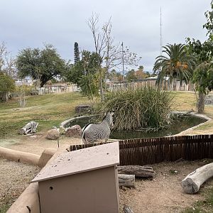 ostrich and zebra exhibit