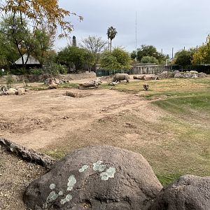 white rhino exhibit