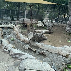 brown bear enclosure