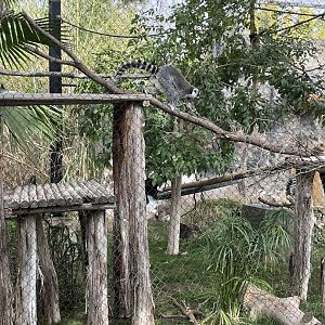 ring tailed lemur exhibit