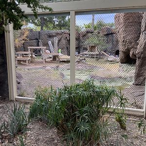 african lion exhibit