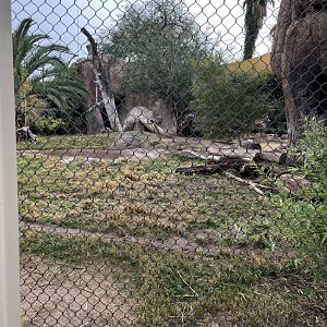 african wild dog exhibit