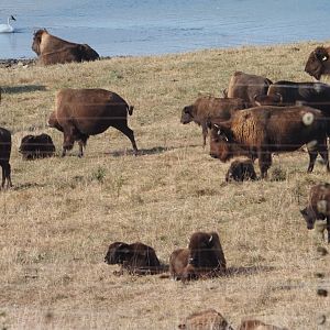 American Bison and Wild Trumpeter Swans