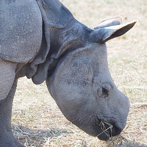 Indian Rhinoceros Calf