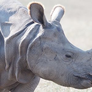 Indian Rhinoceros