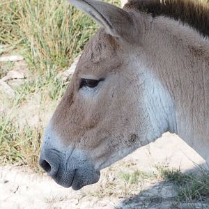 Persian Onager