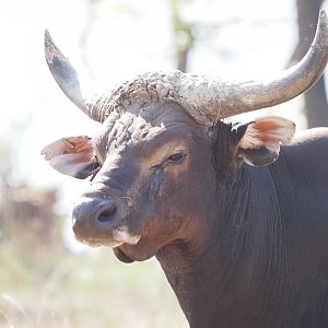 Javan Banteng Bull