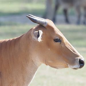Javan Banteng Cow