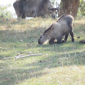 Sichuan Takin Kid