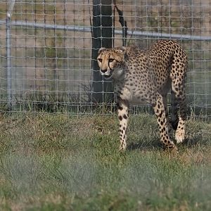 South African Cheetah 1