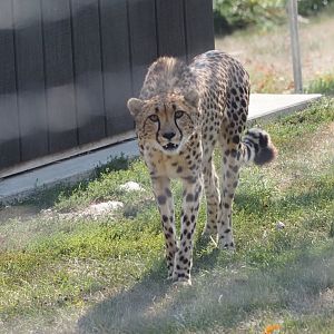 South African Cheetah 2