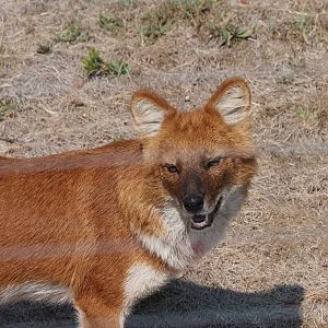 Dhole 1
