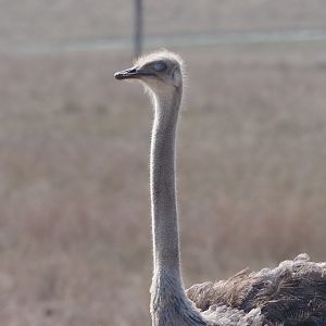 Common Ostrich