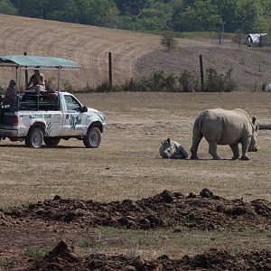 Southern White Rhinoceros and Calf