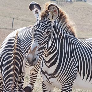 Grevy's Zebras