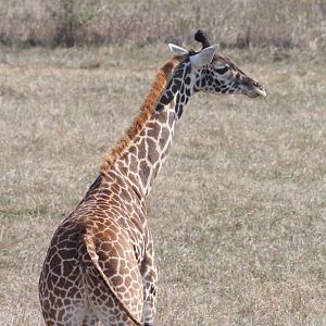 Maasai Giraffe Calf