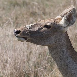 Bactrian Deer Doe