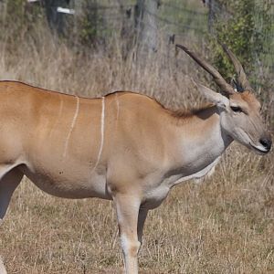 Common Eland 1
