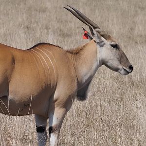 Common Eland 2