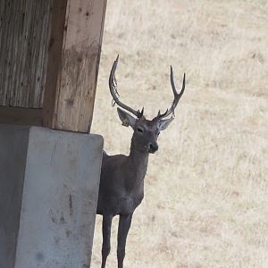 Bactrian Deer Stag