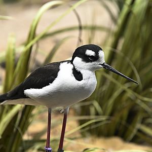 PlayQuarium - Black-necked Stilt (Himantopus mexicanus)