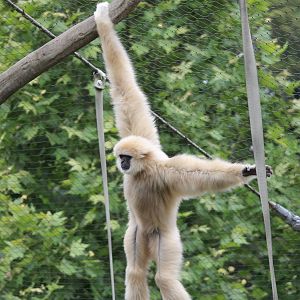 White handed gibbon