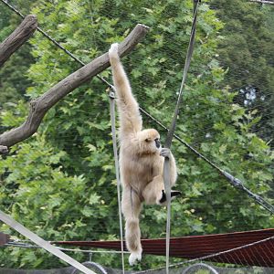 White handed gibbon