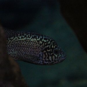 Cuban Cichlid (Nandopsis tetracanthus)