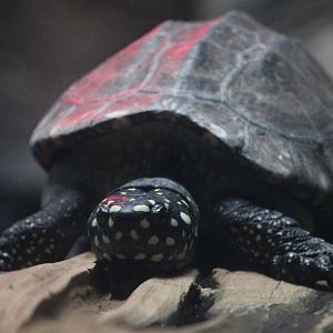 Pakistani pond turtle (Geoclemys hamiltoni)
