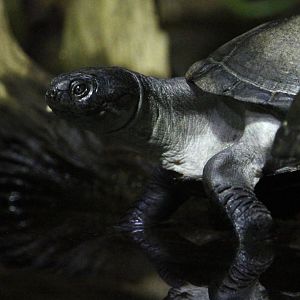 Madagascar Big-headed Turtle (Erymnochelys madagascariensis)