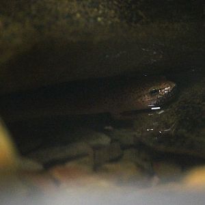 Black-Chinned Red Salamander (Pseudotriton ruber schencki)