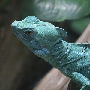 Green basilisk (Basiliscus plumifrons)