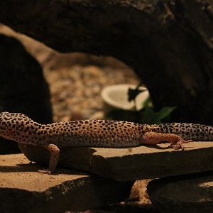 Leopard Gecko (Eublepharis macularius)